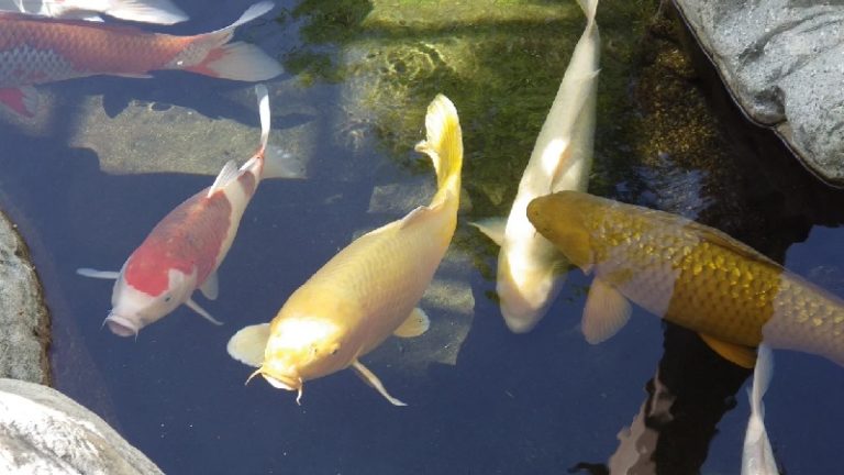 Why Is My Koi Fish Swimming Upside Down: 6 Useful Treatments