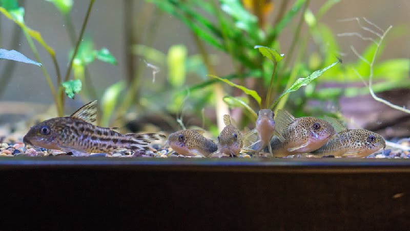 Top Case: Will Different Species Of Cory Catfish School