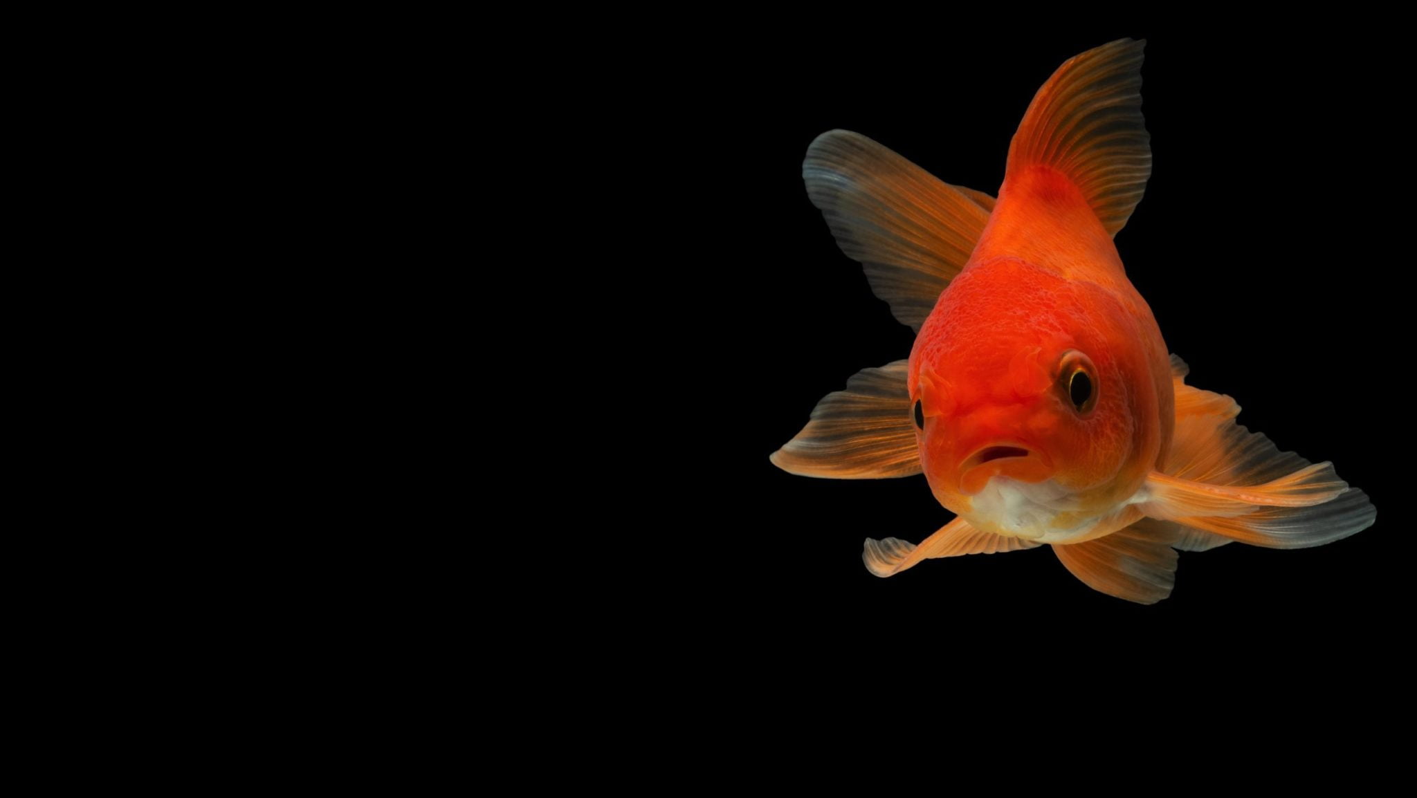 Can Goldfish Live Alone?Is solitary life a cruel experience?