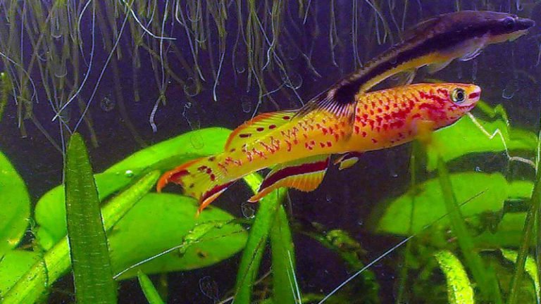 do killifish eat shrimp