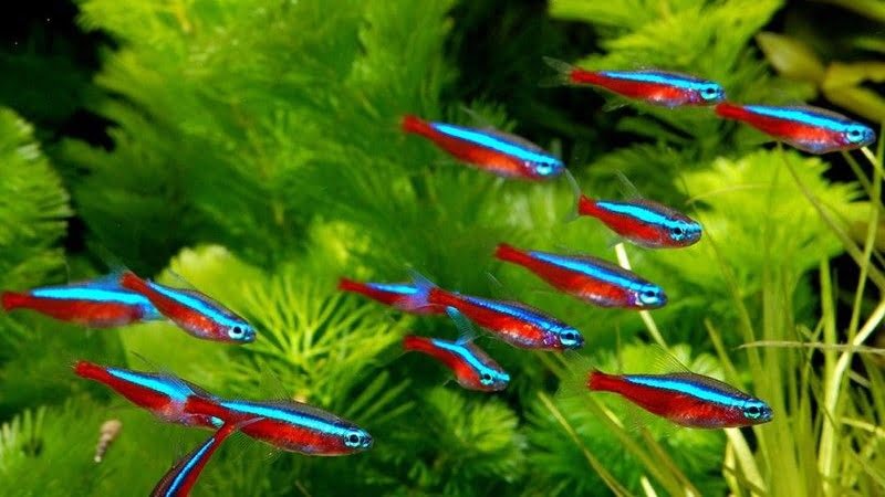 Q&A: Will Neon Tetra Eat Cherry Shrimp? Are They Compatible With Community Tanks?