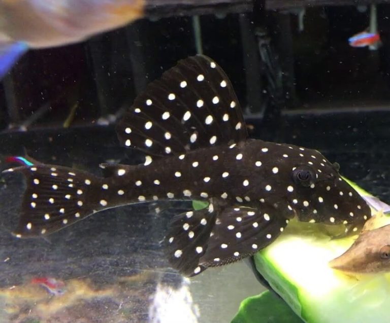 Pleco And Goldfish Can They Peacefully Coexist? (4 facts)