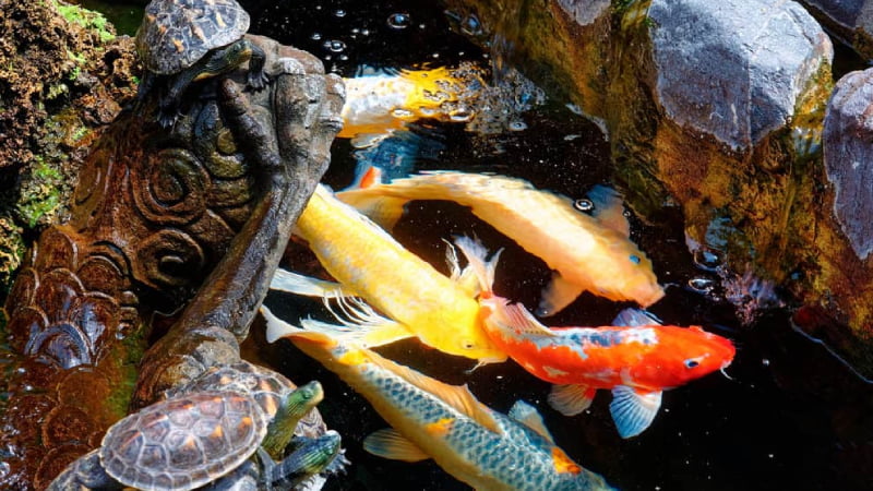 Will Turtles Eat Koi Fish?: Top 5 Useful Information