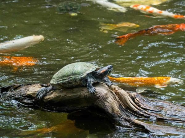 Will Turtles Eat Koi Fish?