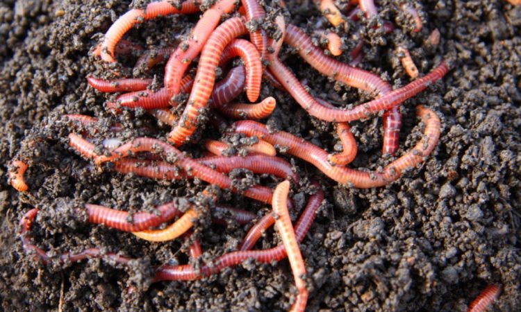 Worms are one favorite source of food for pink cory catfish