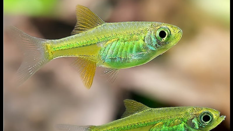 Everything You Need To Know About Yellow Neon Tetra Fish: Species Overview, Care, Q&A
