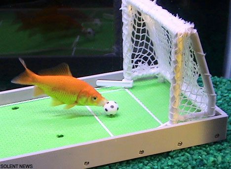 You can let the goldfish play with many activities