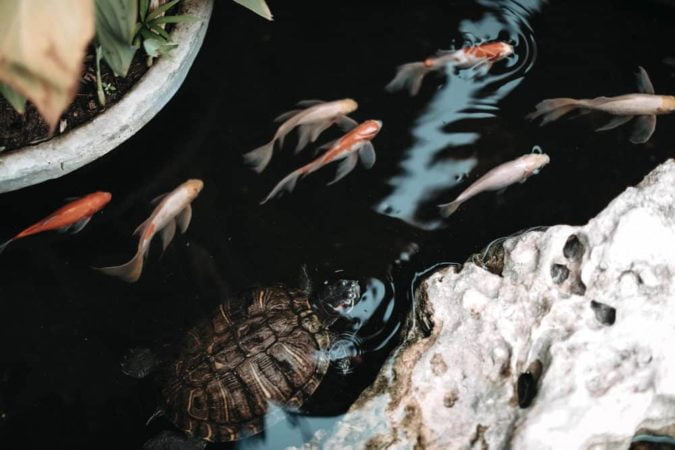 Your turtle will eat your koi if it is bigger than your koi