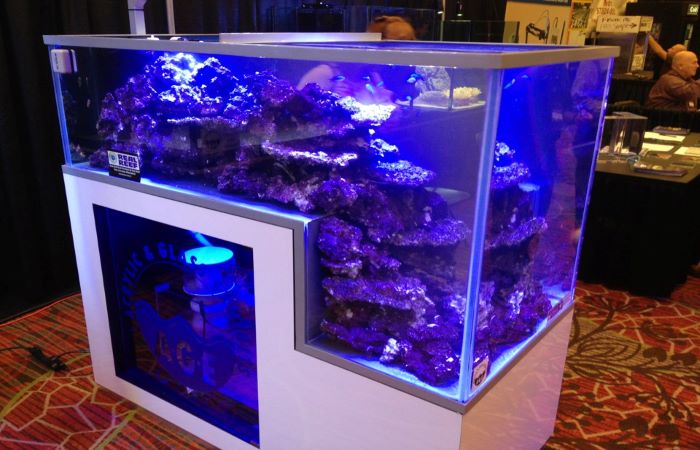 250-gallon tank is suggested for Koran angelfish