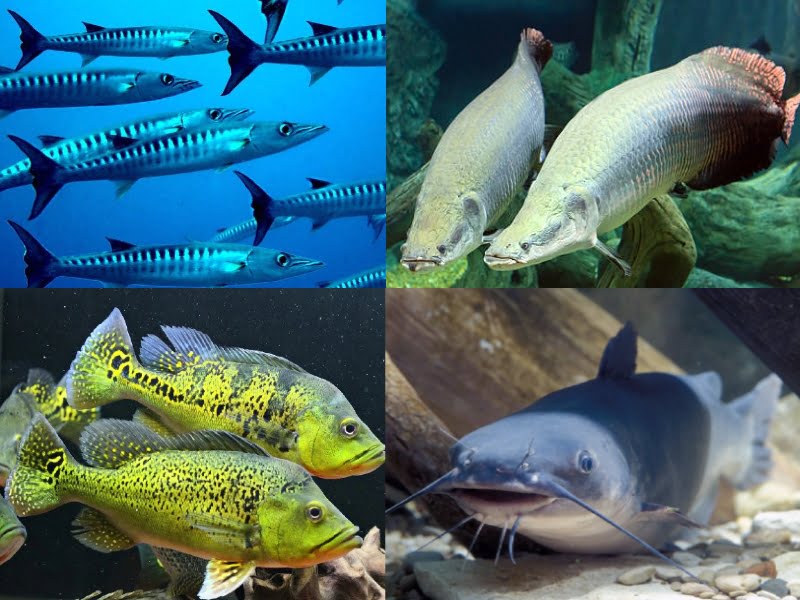 4 common fish will eat angelfish