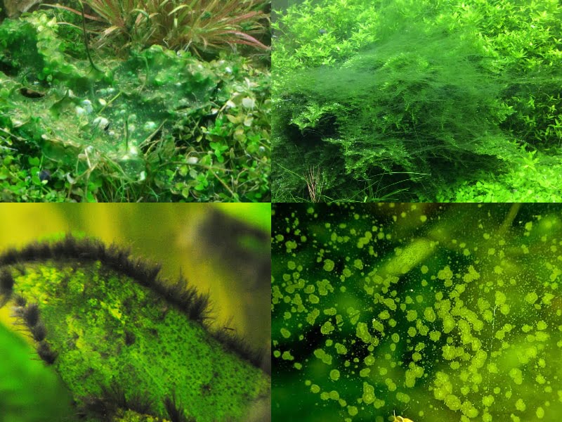 4 kinds of algae