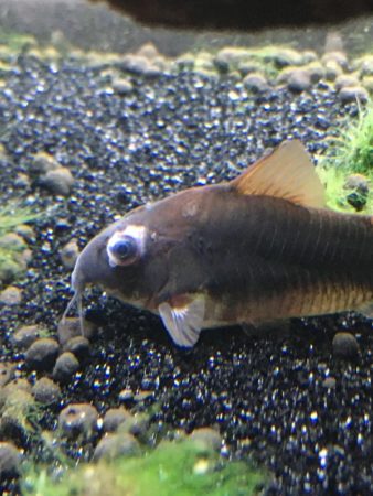 Cory catfish popeye can be caused by several reasons