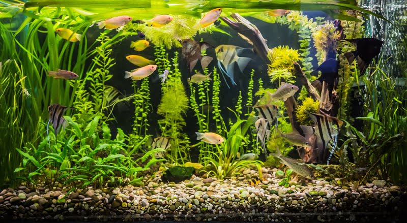 A planted community tank with angelfish