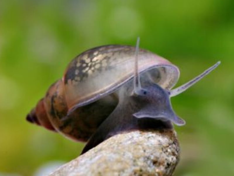 A pond snail