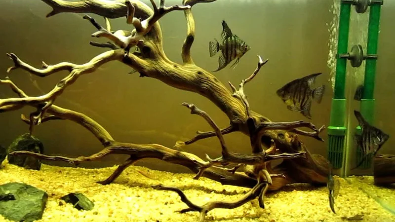 Add driftwood to the angelfish tank can lower the pH level