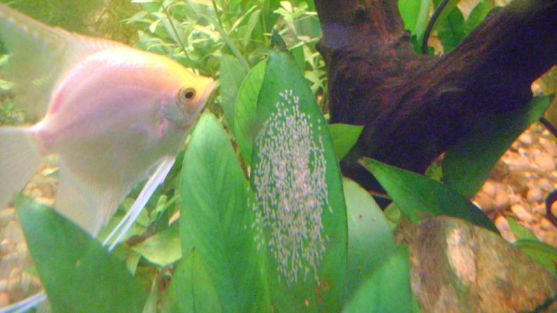 You should add some plants to the angelfish breeding tank