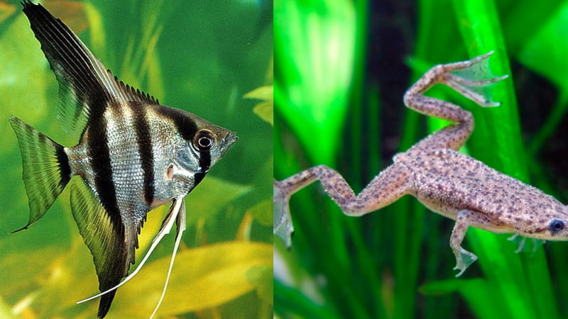African Dwarf Frog And Angelfish: Can They Live Peacefully Together?