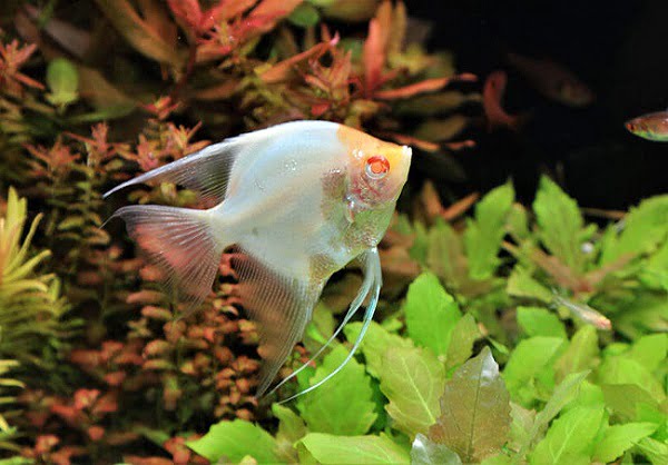 Albino angelfish