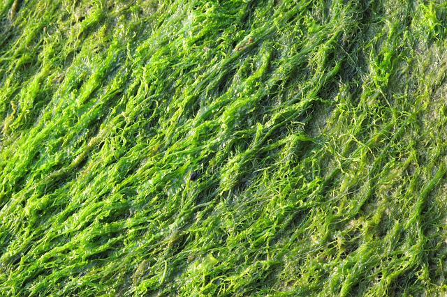 Algae is a food type queen angelfish eat
