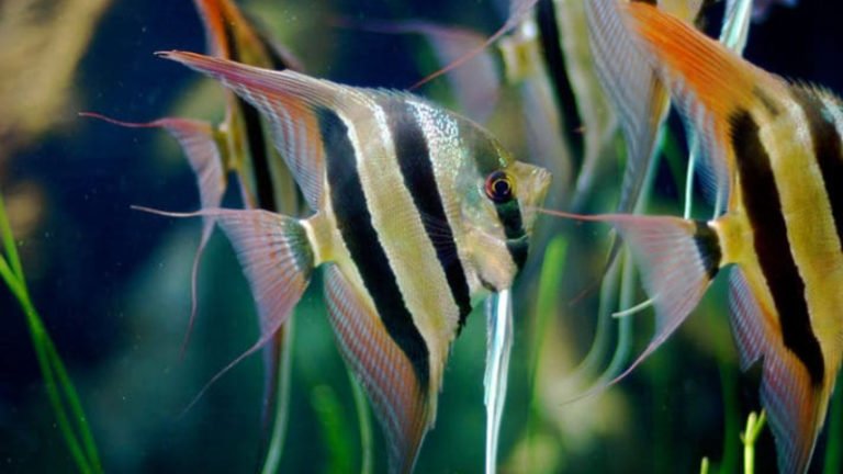 Altum Angelfish Care Guide: Size, Water Parameters, Breeding