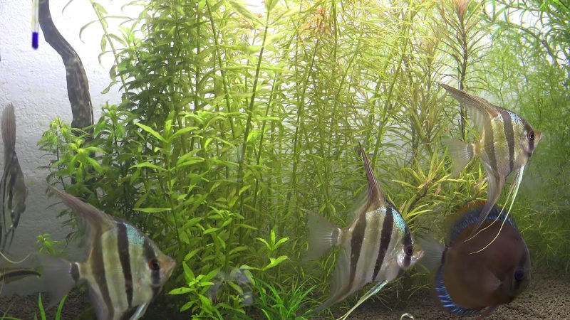 Altum angelfish are considered a "community fish"