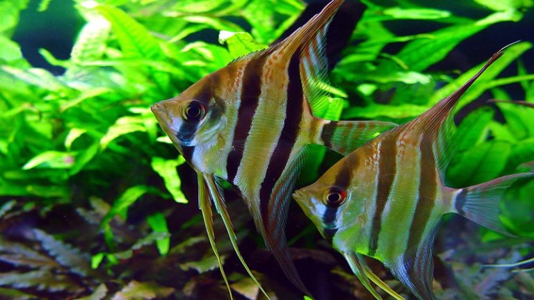 Freshwater Angelfish Fundamentals - Care Guide: Lifespan, Size, Diet, Habitat & More