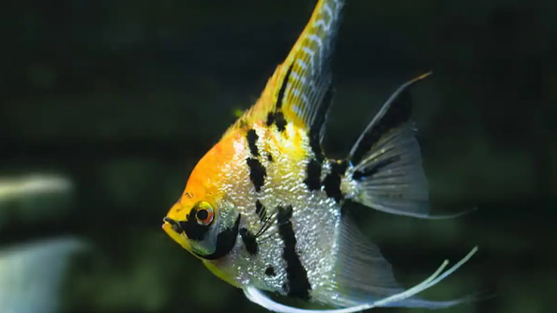 The Exciting Factors To Make An Angelfish Aggressive Behavior  