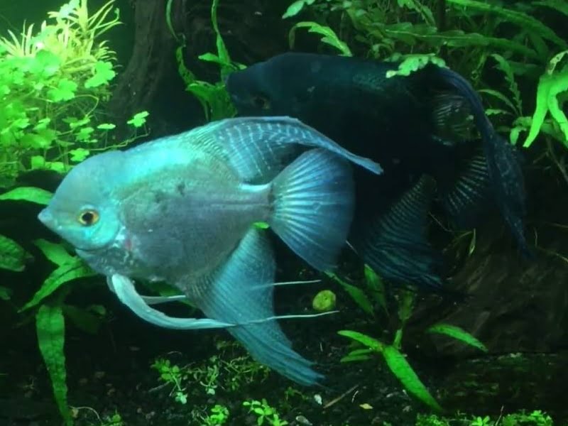 Angelfish aggressive with each other