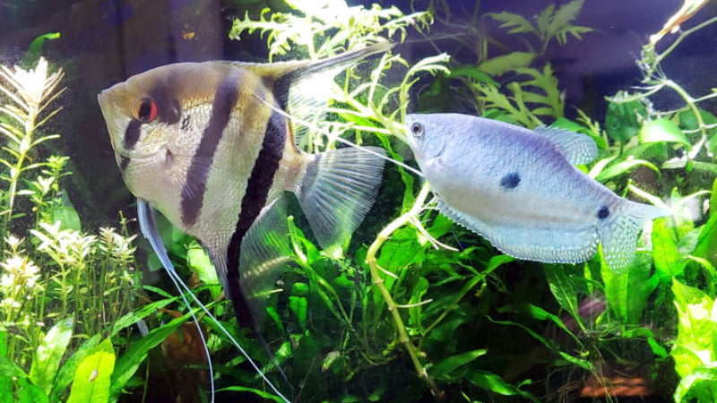 Angelfish And Dwarf Gourami: Is Keeping Them Together An Good Idea?