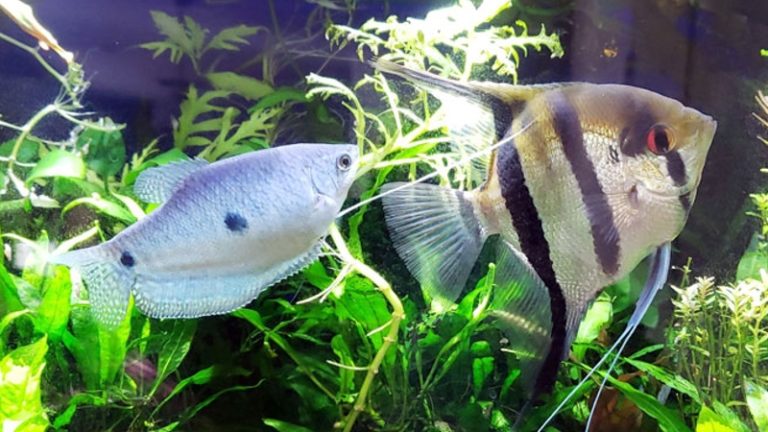 3 Outstanding Features Of Angelfish And Gourami That You Need To Know