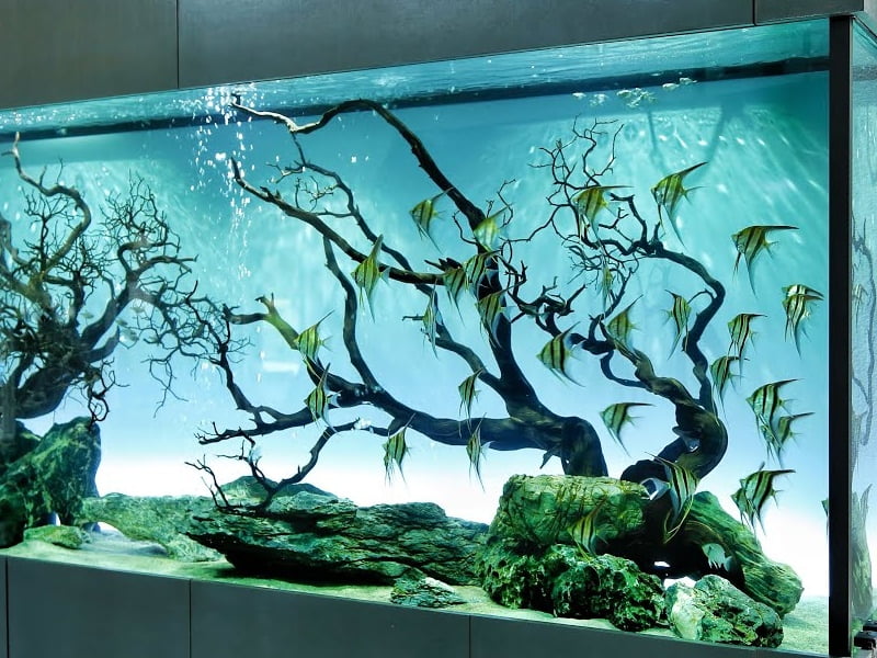 Angelfish Aquascape