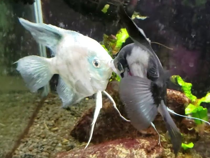 Angelfish are kissing