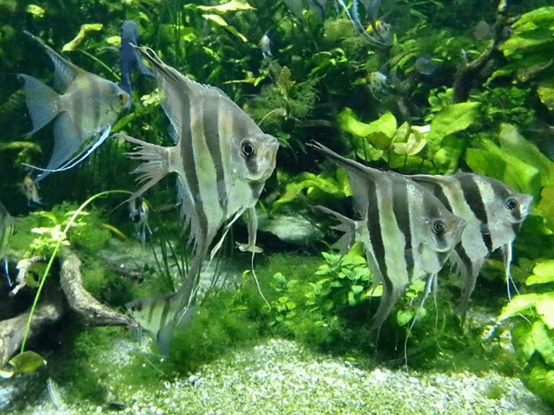 Angelfish are not happy to live alone