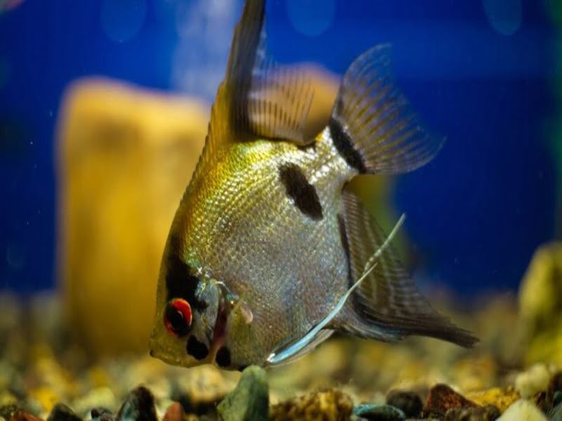 Angelfish are semi-aggressive freshwater aquarium fish