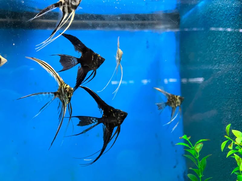 Angelfish are shoaling fish by nature, and they live in groups