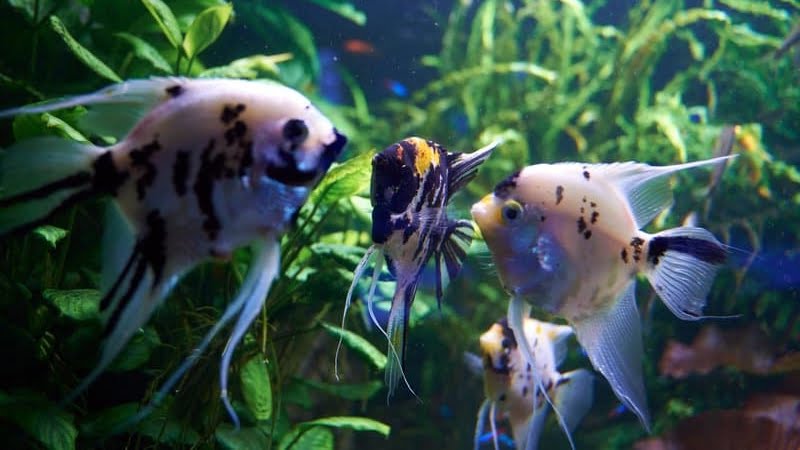 Kissing Behavior - One Of The Angelfish Behaviors That You May Not Know