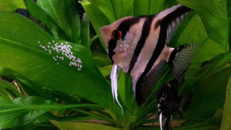 Angelfish Breeding Freshwater: All 6 Basic Knowledge That Every Hobbyist Must Keep In Mind