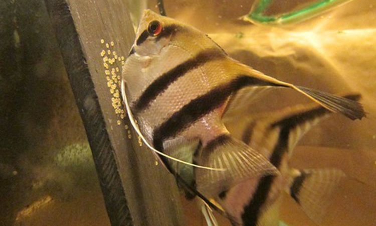 An angelfish breeds every 12 to 18 days, depending on the age of the females