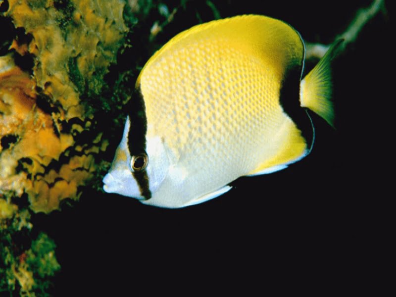 Angelfish: Camouflage