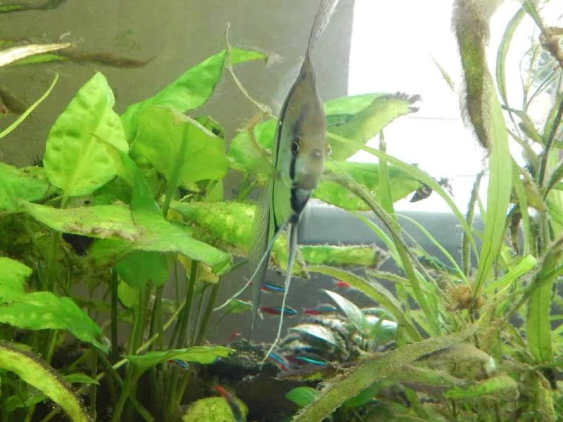 Angelfish can and will eat algae