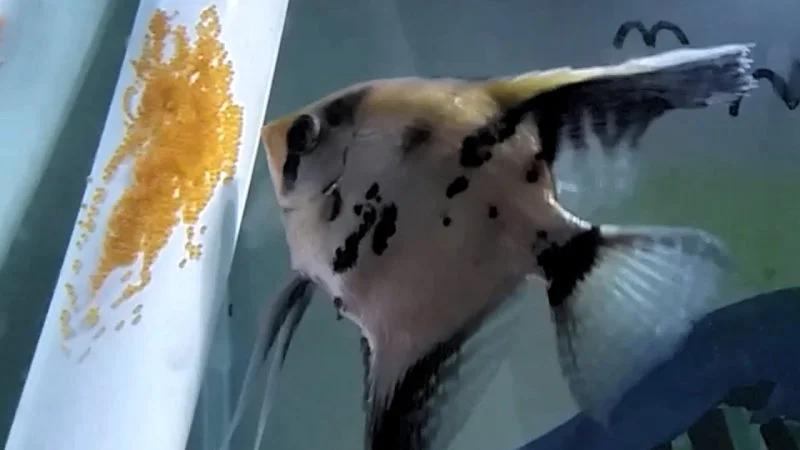 Will Angelfish Lay Eggs Without Male? How It Affect The Eggs