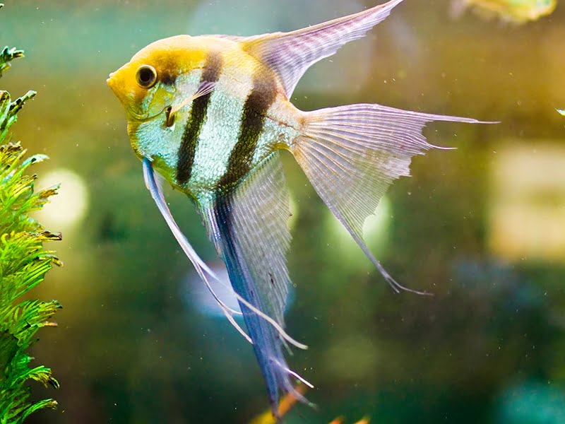 Angelfish can live on their own