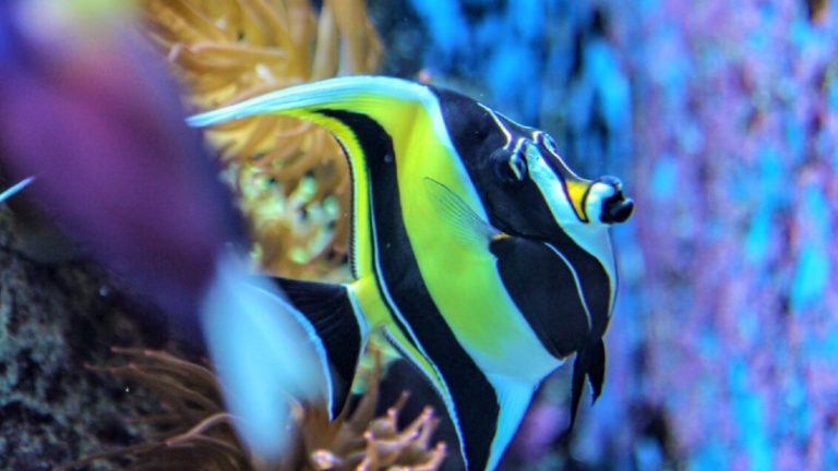 Quick Tips On Angelfish Changing Color: Symptoms, Consequences, And Cure