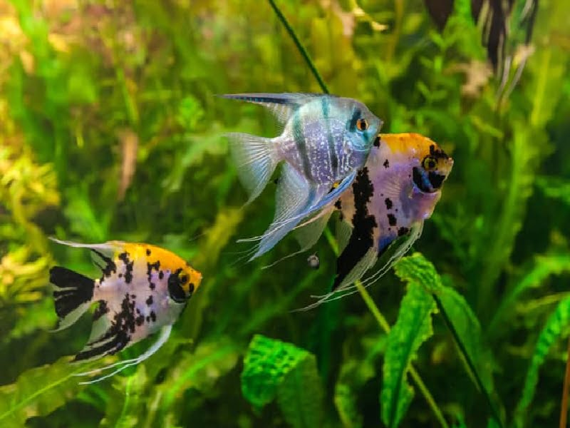 Angelfish chase each other