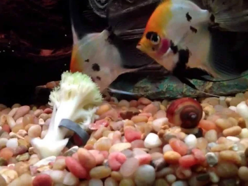 Angelfish eat broccoli