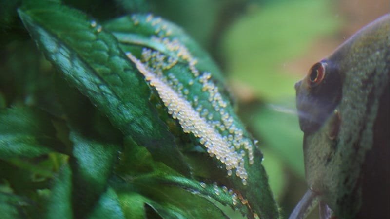 Angelfish Eggs Fungus: How To Treat And Prevent Effectively