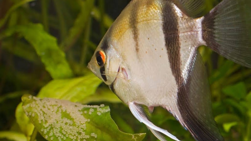 All About Angelfish Eggs: Stages, How To Care, How They Look