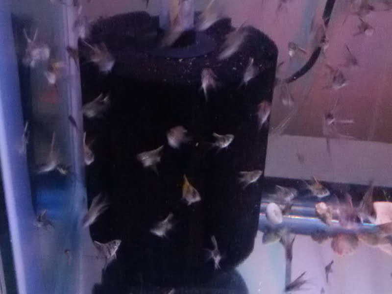 Angelfish fries need warm water