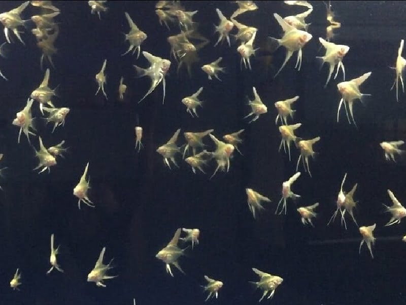 Angelfish Fry