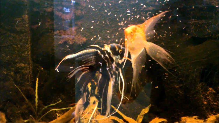 Angelfish are fed food in the aquarium